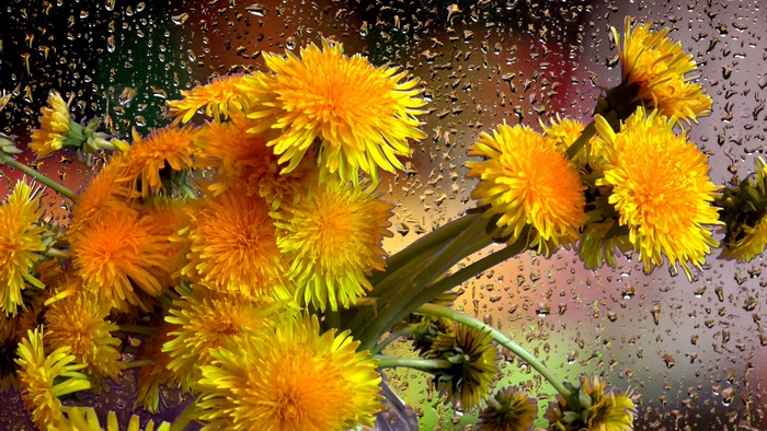 Bouquet of yellow dandelions with raindrops on glass