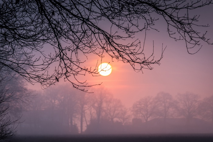 Bare tree branches silhouetted against a foggy sunrise
