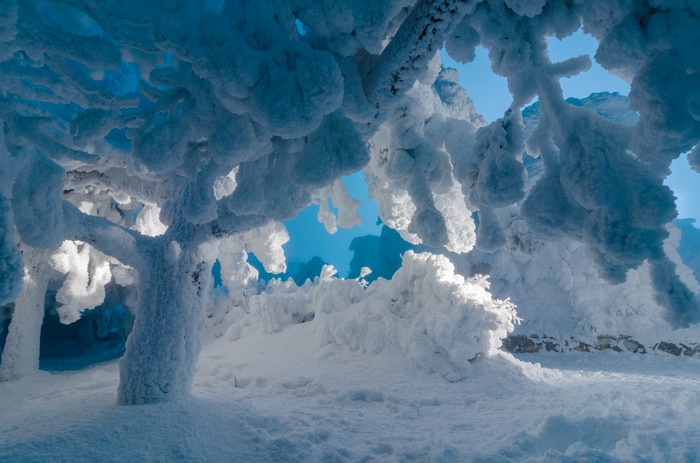 Frozen trees covered in snow under a blue sky