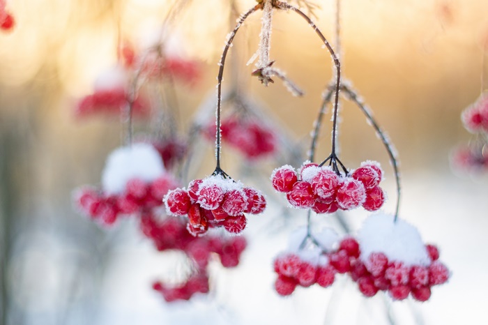 Close Up 4K Frost Berry Winter Viburnum