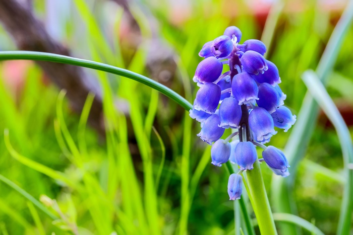 Blue Grape Hyacinth Flower in Spring