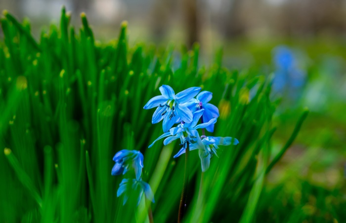 Blue Scilla Flowers in Green Grass