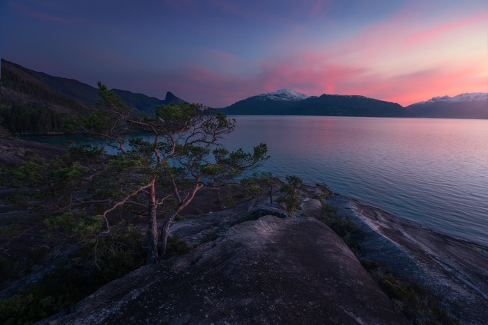 Sunset over a Fjord in Norway with Pine Tree