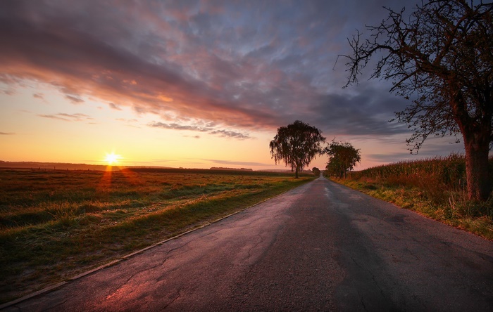 Road through a field at sunset with trees