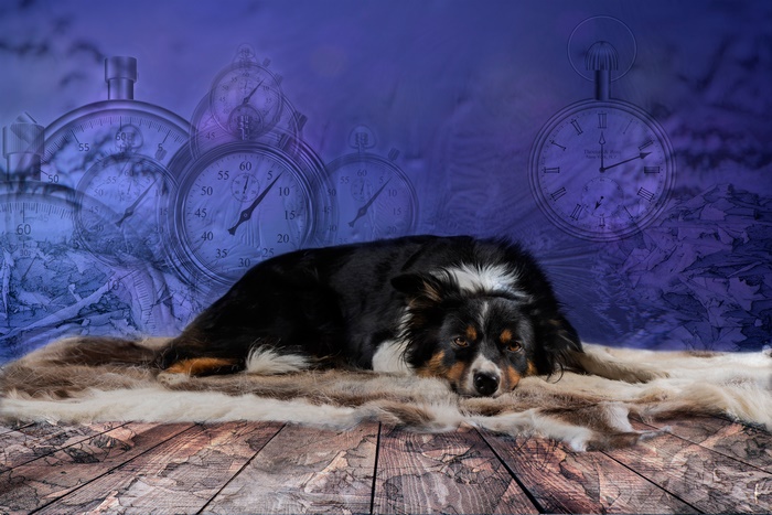 Border Collie dog on fur rug with stopwatches