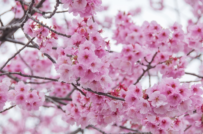 Sakura blossoms on a branch in 4K