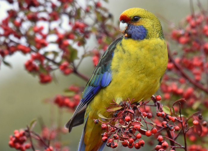 Yellow Rosella Parrot on a branch with red berries