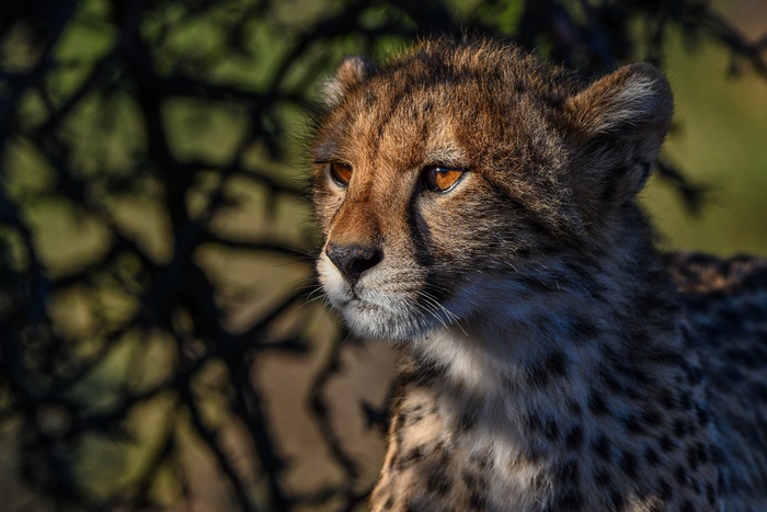 Cheetah cub in dappled sunlight