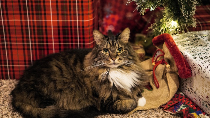 Fluffy cat by Christmas tree and presents