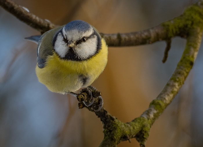 Blue Titmouse perched on a mossy branch