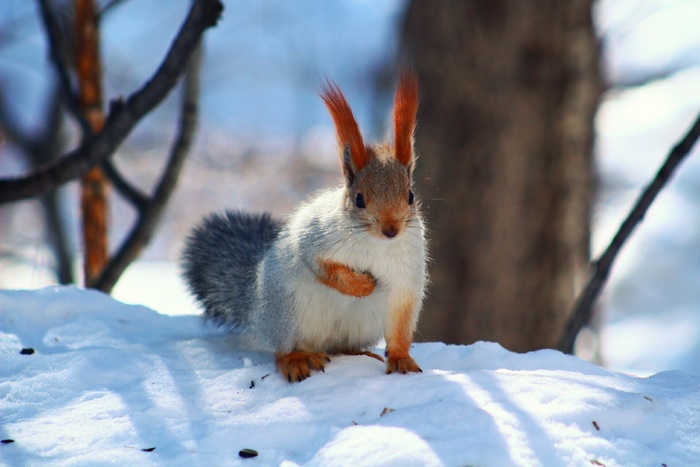 Cute Squirrel in Snowy Wildlife Scene