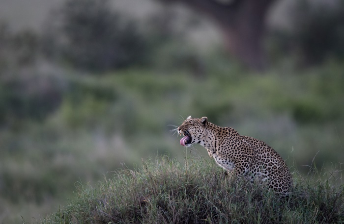 Leopard yawning on a grassy hill