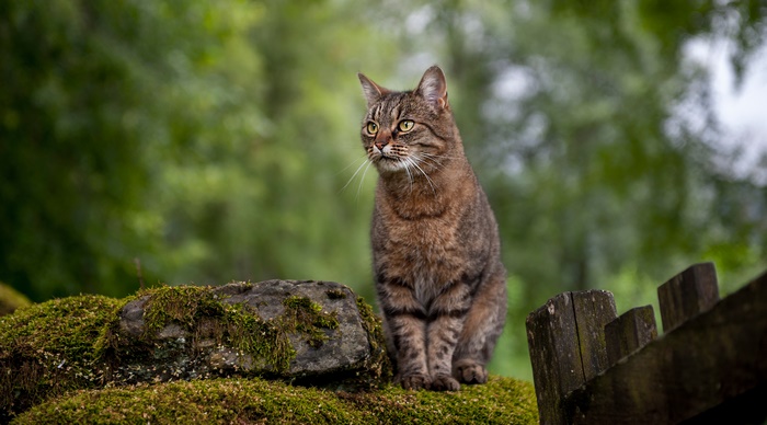 Tabby Cat Sitting on Mossy Rocks