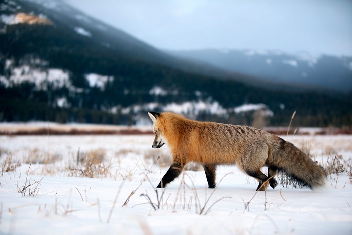 Red fox walking in a snowy landscape