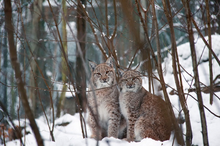 Two lynx in the snow surrounded by trees