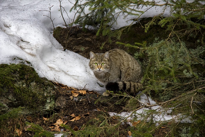 Wildcat in a snowy forest