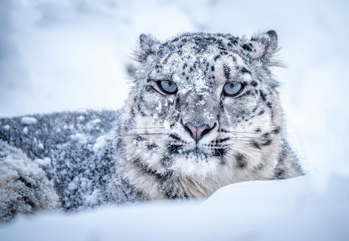 Snow Leopard in Snow