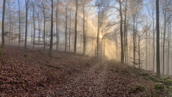 Sunbeams in a foggy forest with a path