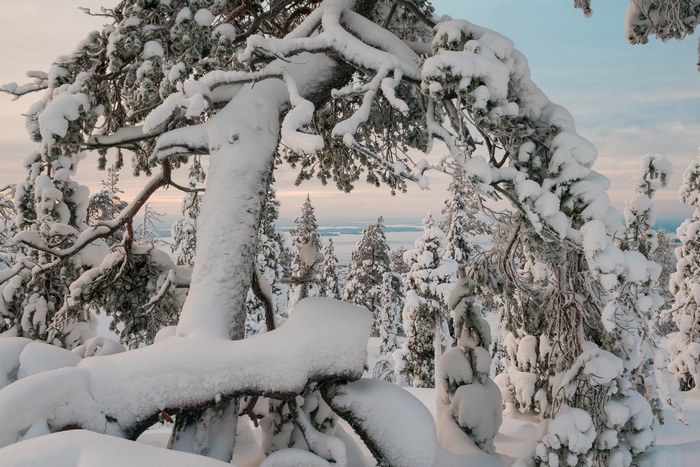 Winter Snow Covered Trees Landscape 4K