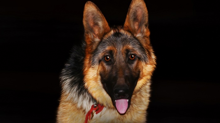 German Shepherd Dog Portrait