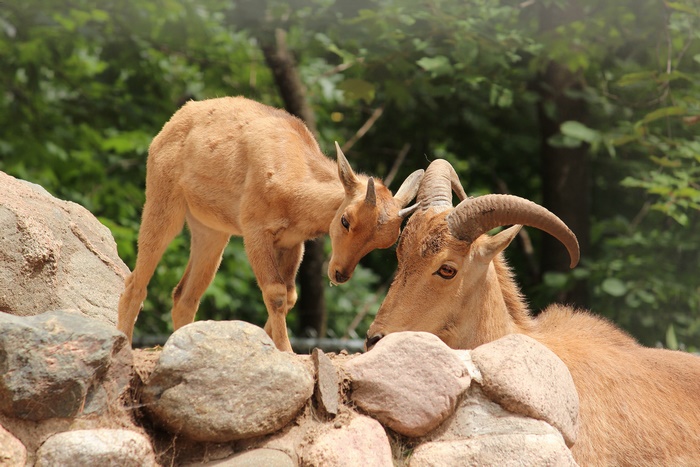 Two goats on rocks with trees in background