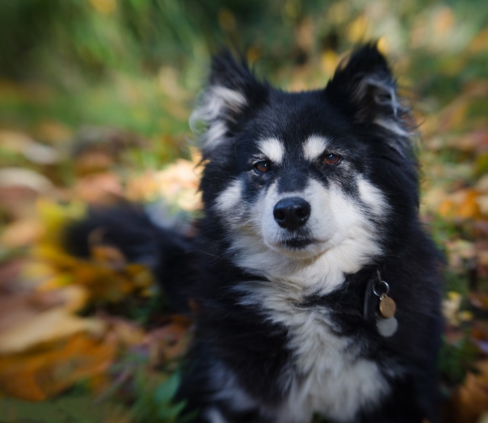 Finnish Lapphund dog sitting outdoors in autumn