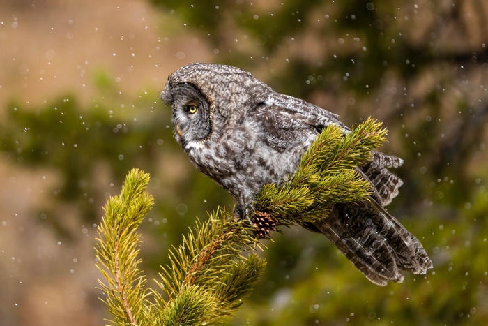 Great Gray Owl perched on a pine branch in snow