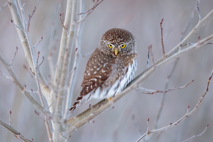 Small owl perched on a tree branch