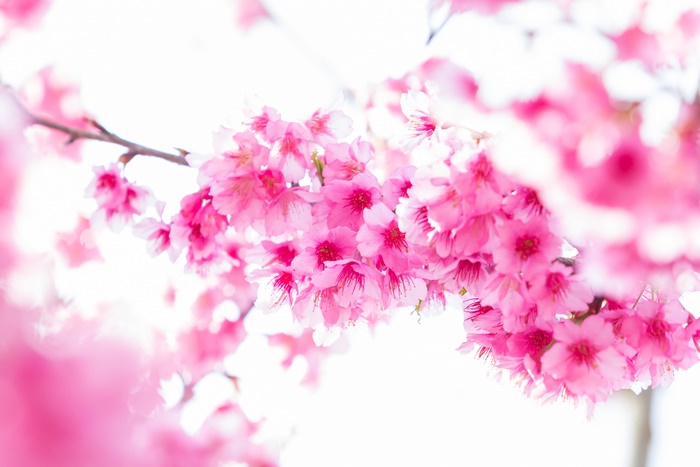 Pink Sakura Cherry Blossoms on a Branch