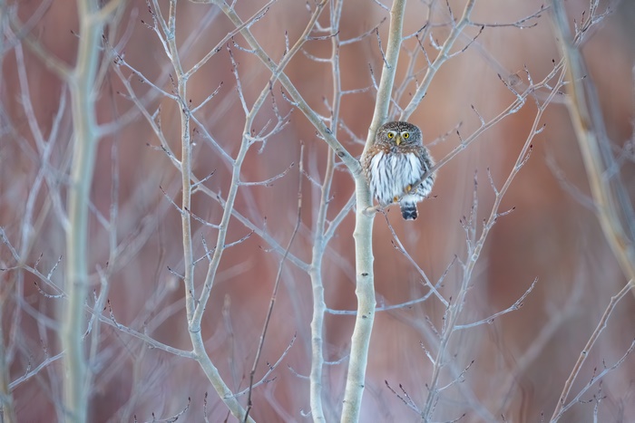 Small owl perched on a tree branch in winter