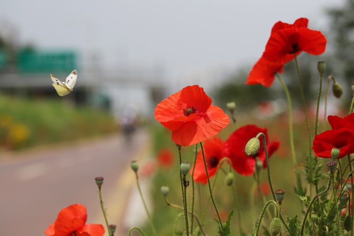 White butterfly flying near red poppies