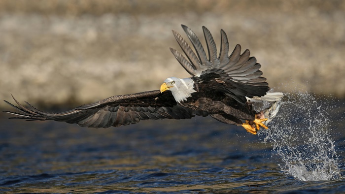 Bald Eagle catching fish in water