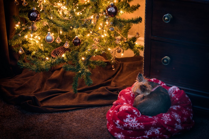 Yorkshire Terrier Sleeping by Christmas Tree