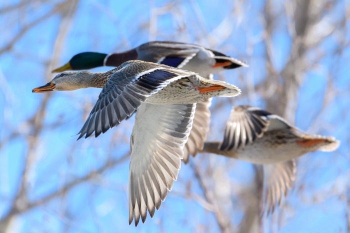 Three ducks flying in the sky