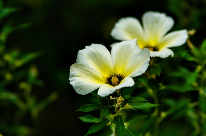 White and yellow flowers with green leaves