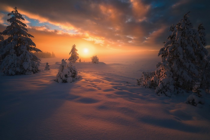 Snowy landscape at sunset with fir trees