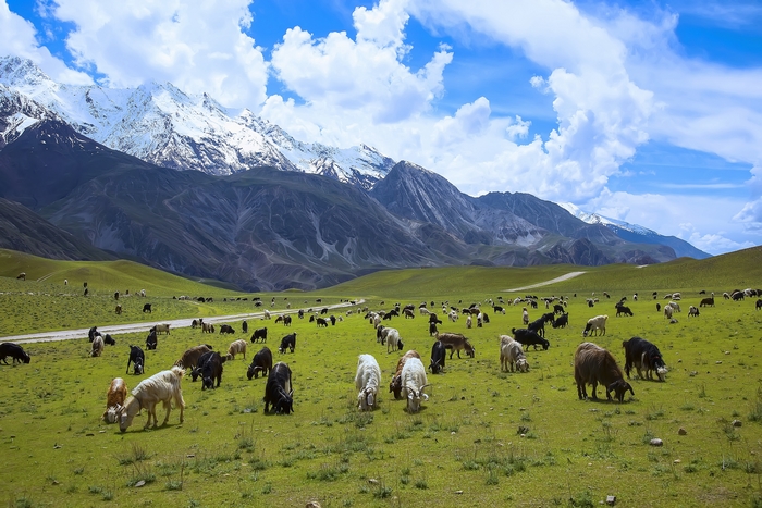 Goats grazing in a mountain landscape in Pakistan