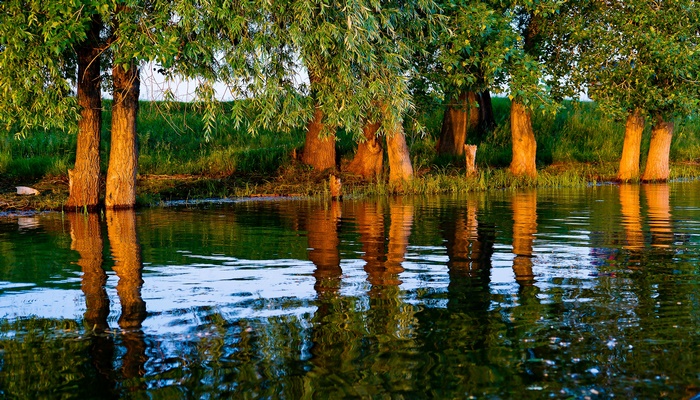Trees reflected in the water