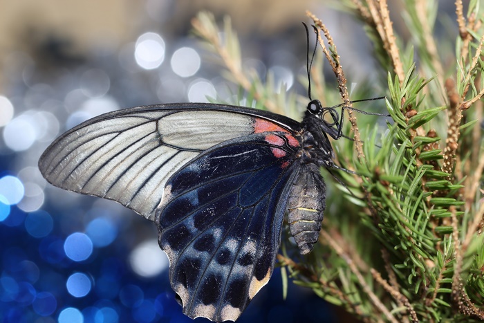 Butterfly on a pine branch with bokeh background