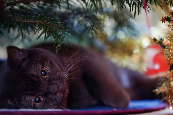 Brown cat lying under a Christmas tree