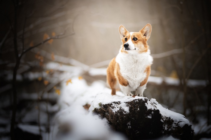 Pembroke Welsh Corgi dog in a snowy forest