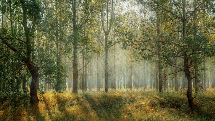 Sunlight filtering through a forest with tall trees
