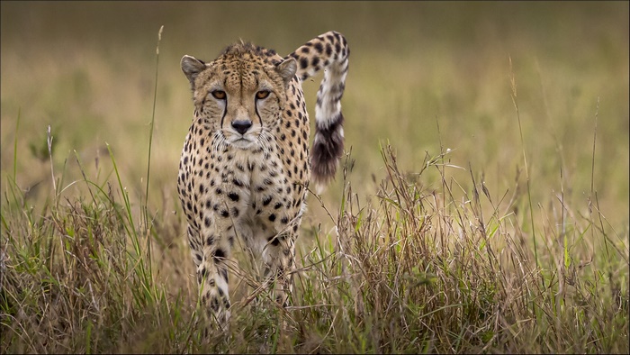 Cheetah walking through tall grass