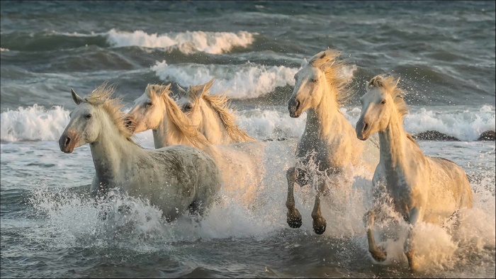 Wild horses running through the ocean waves