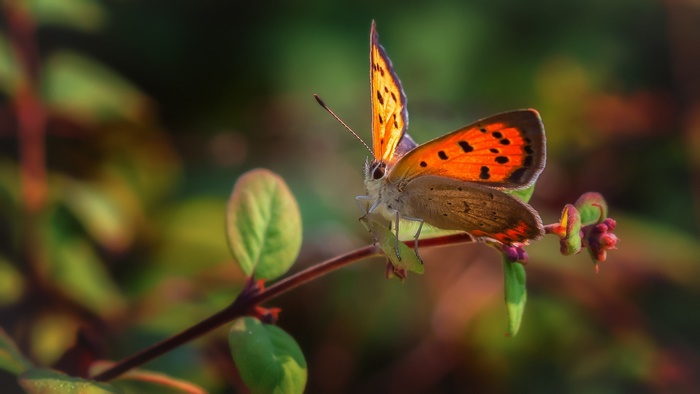 Close-up of a small orange butterfly on a plant stem
