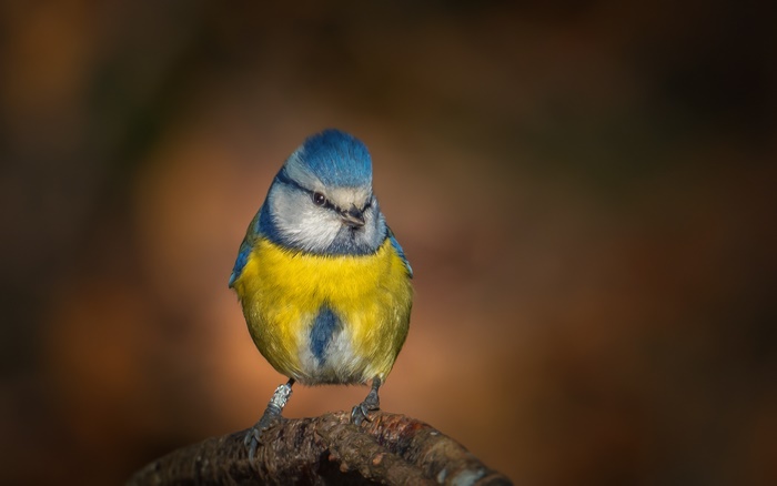 Blue Titmouse perched on a branch