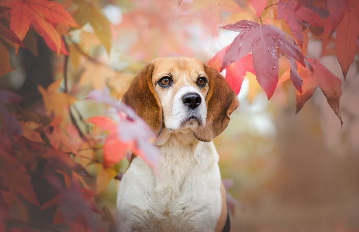 Beagle dog among autumn leaves