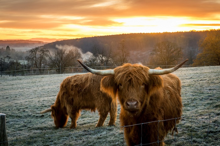 Highland Cows in a Frosty Pasture at Sunrise