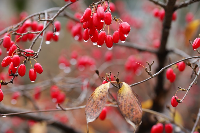 Red Berries on a Branch with Water Drops