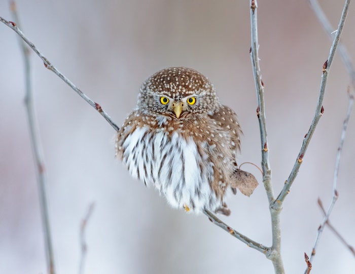Pygmy owl perched on a branch in winter